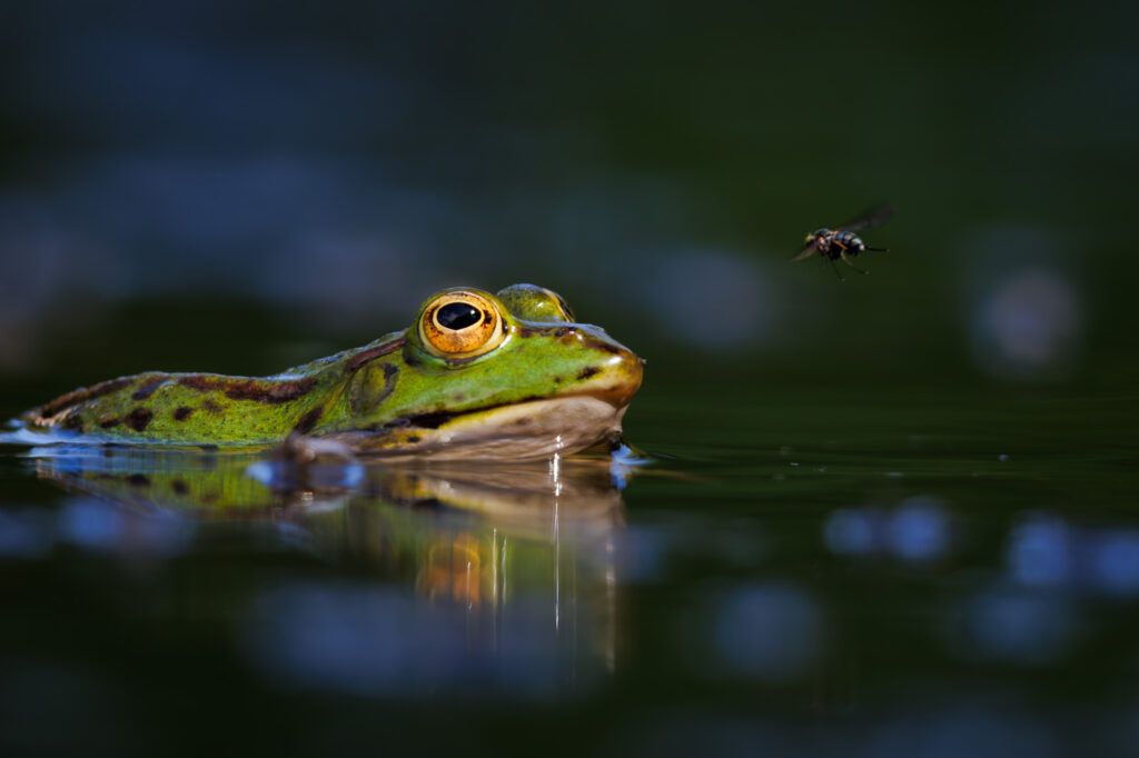 Andre Marti Monatsbild Wasserfrosch MG 2293