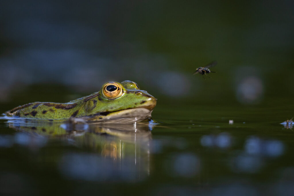 Andre Marti Monatsbild Wasserfrosch MG 2293