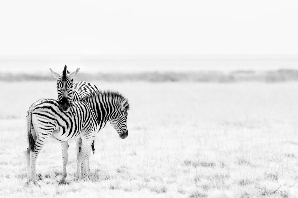 Andre Marti Namibia Zebra mit Fohlen Etosha NP 2014 4708