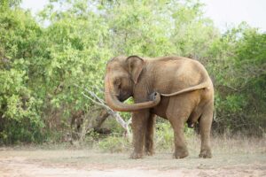 Andre Marti Naturfotograf Elefantenbulle Yala Nationalpark Sri Lanka L6A9627